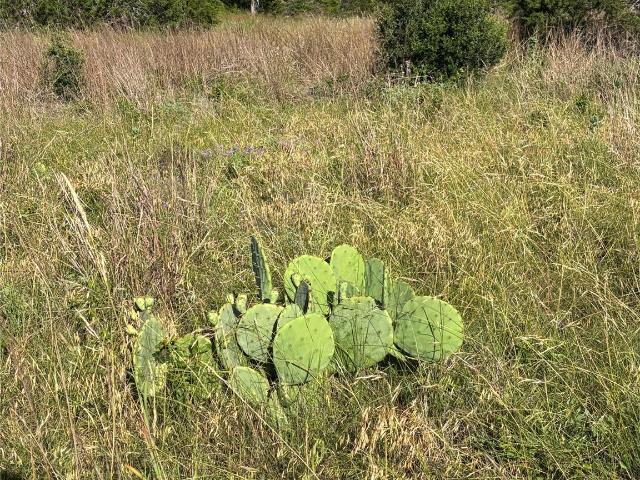 Land for sale in Hays, Texas