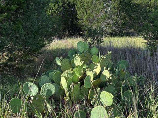 Land for sale in Hays, Texas