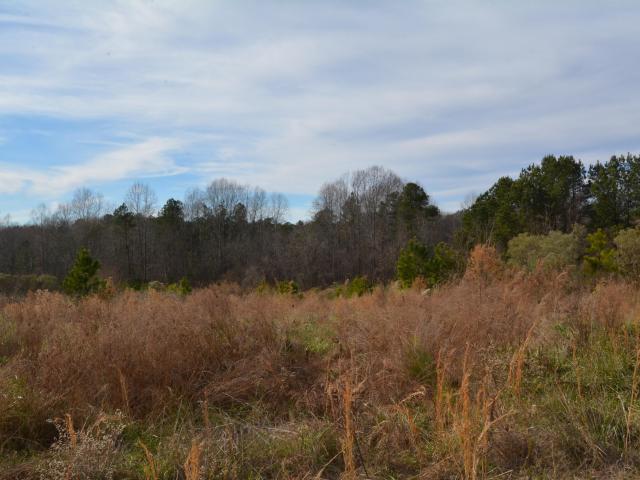 Land for sale in Wake, North Carolina
