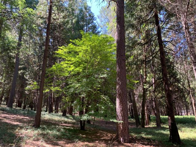 Land for sale in Nevada City, California