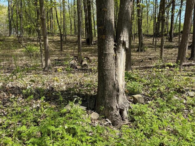 Land for sale in Connelly, New York