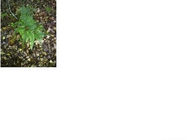 Land for sale in Lake Royale, Louisburg