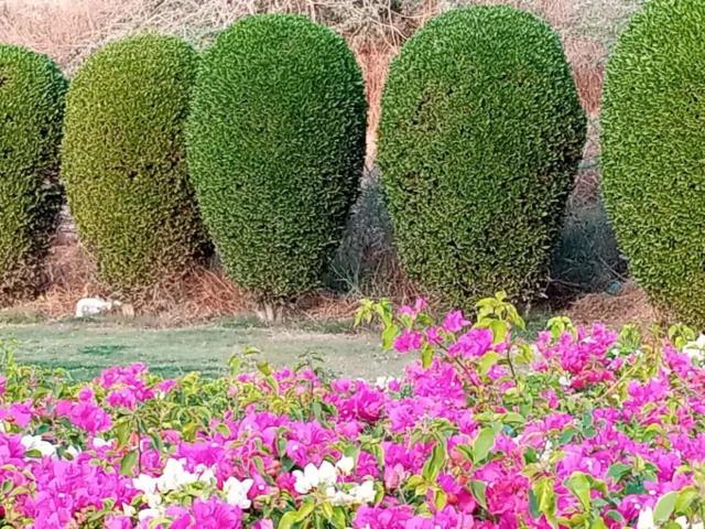 Land for sale in North Waziristan, Federally Administered Tribal Areas fata