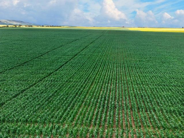 Property for sale in Wokurna, South Australia