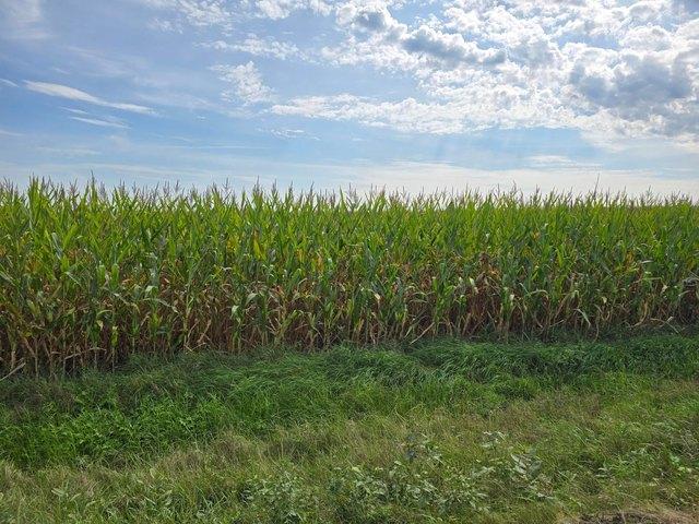 Land for sale in Le Roy, Minnesota