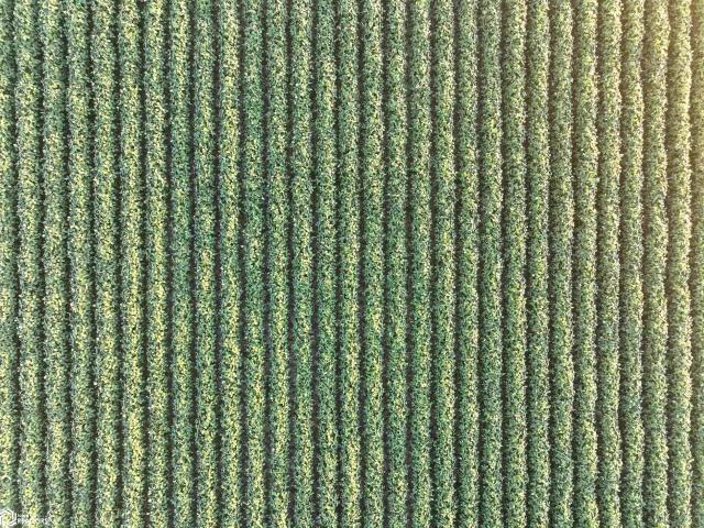 Farm for sale in Alta Vista, Chickasaw County
