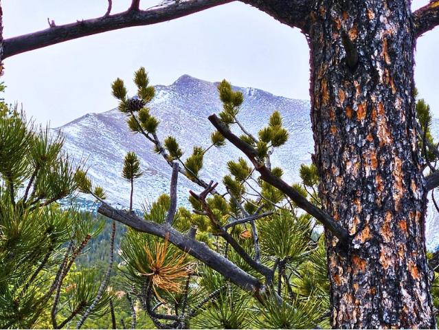Land for sale in Allenspark, Colorado