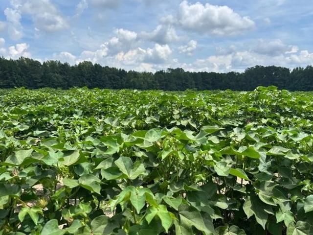 Land for sale in Sumter, South Carolina