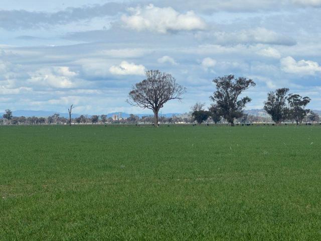 Cottage for sale in Culcairn, New South Wales