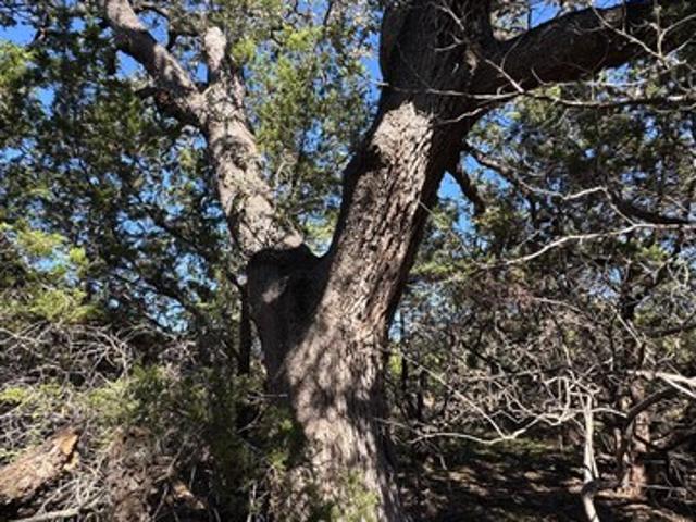 Farm for sale in Bandera, Bandera County