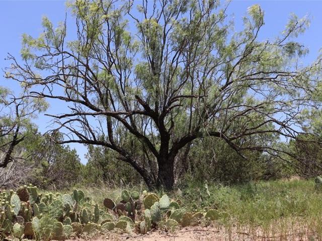 Land for sale in Concho, Texas