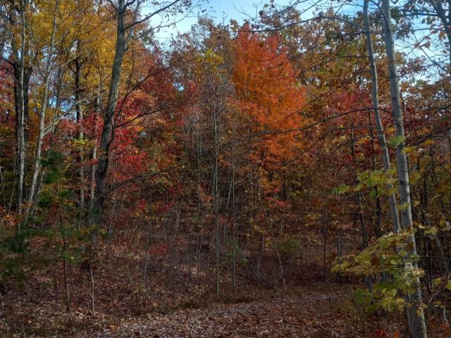 Land for sale in Powell, Kentucky