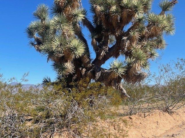 Land for sale in Yucca, Arizona