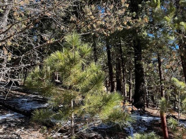 Land for sale in Cloudcroft, New Mexico