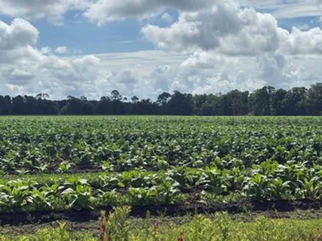 Farm for sale in Nashville, Georgia