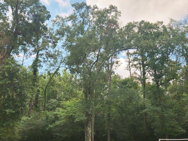 Land for sale in Jasper, Texas