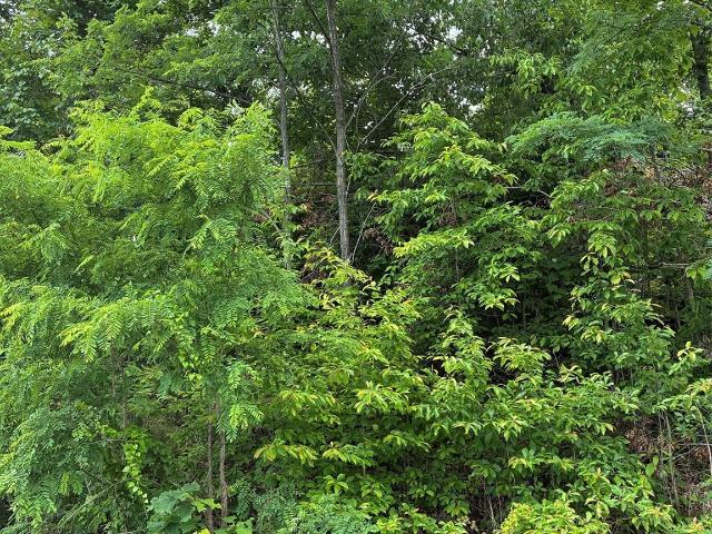 Land for sale in Rutherford, North Carolina