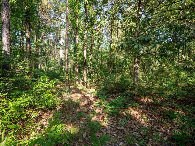 Land for sale in Colmesneil, Texas