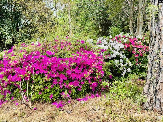 House for sale in Columbia, South Carolina