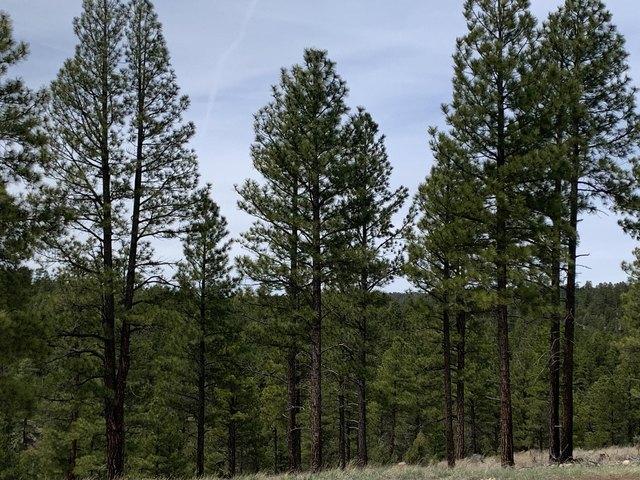 Land for sale in Happy Jack, Arizona