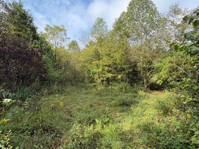 Land for sale in Clay City, Powell County