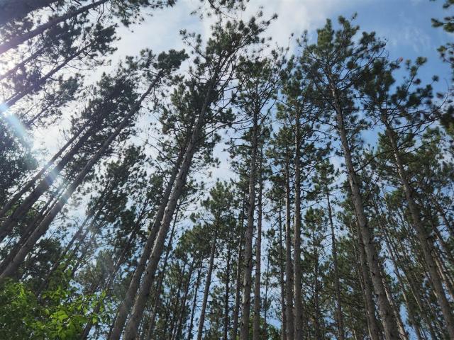 Land for sale in Michigan