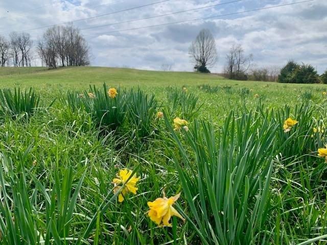 Land for sale in Bethelridge, Kentucky