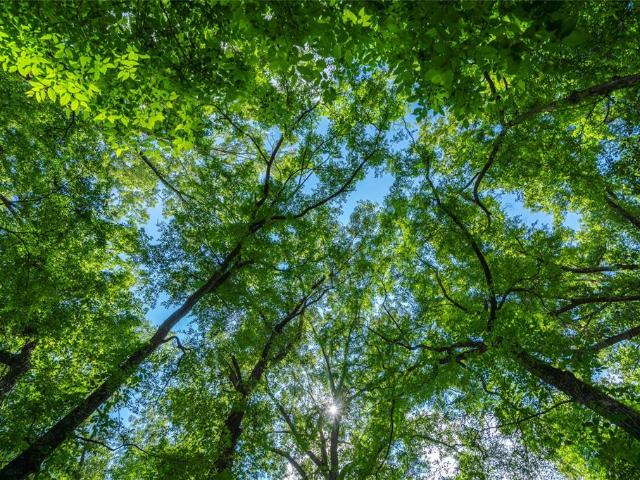Land for sale in Shelby, Texas