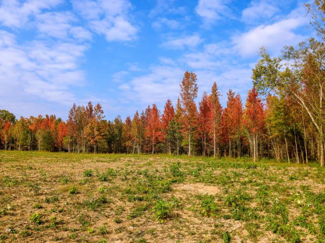 Land for sale in Tennessee