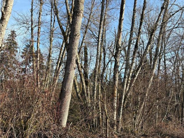 Land for sale in Mossyrock, Washington