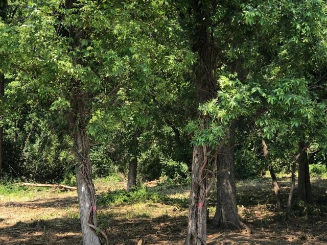 Land for sale in Homer Glen, Illinois