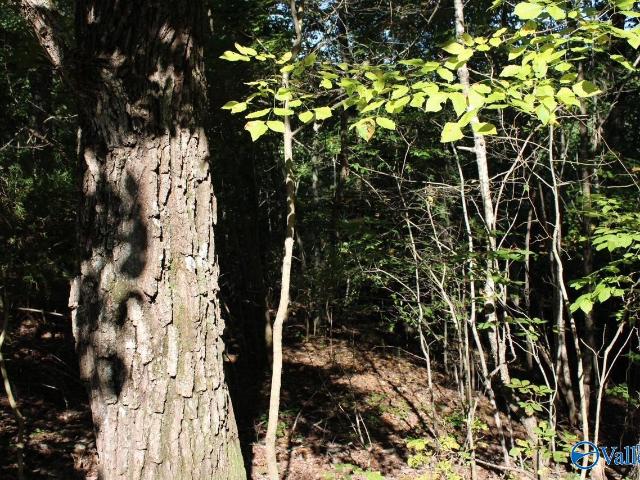 Land for sale in Flat Rock, Alabama