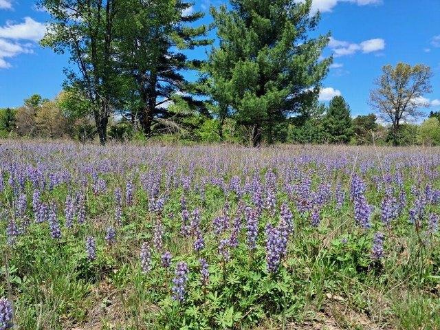 Land for sale in Newaygo, Michigan