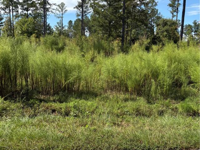 Land for sale in Iva, Abbeville County