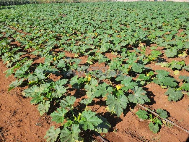 Propriété vente à Témara, Rabat-Salé-Zemmour-Zaër