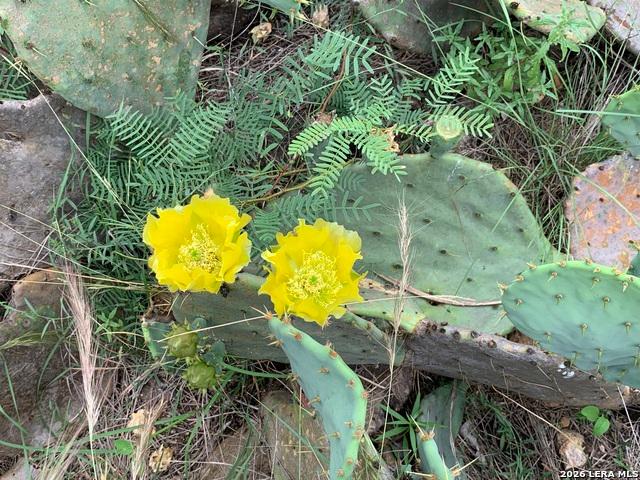Land for sale in Bandera, Texas