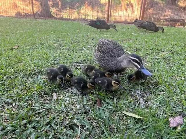 Apartment for rent in Maylands, Western Australia