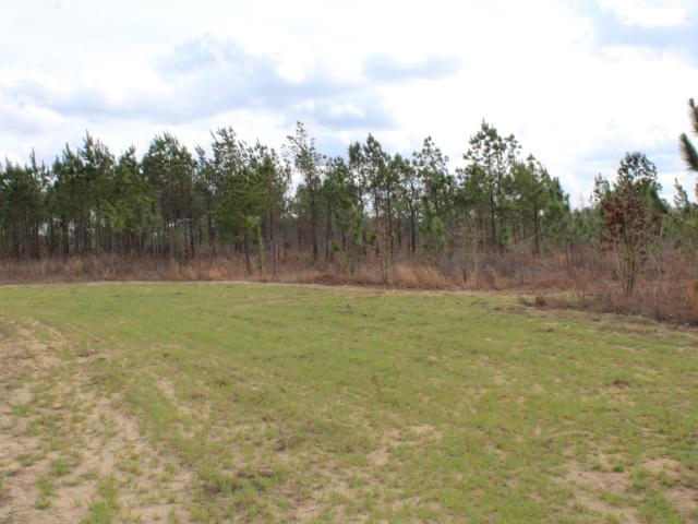 Land for sale in Buena Vista, Georgia