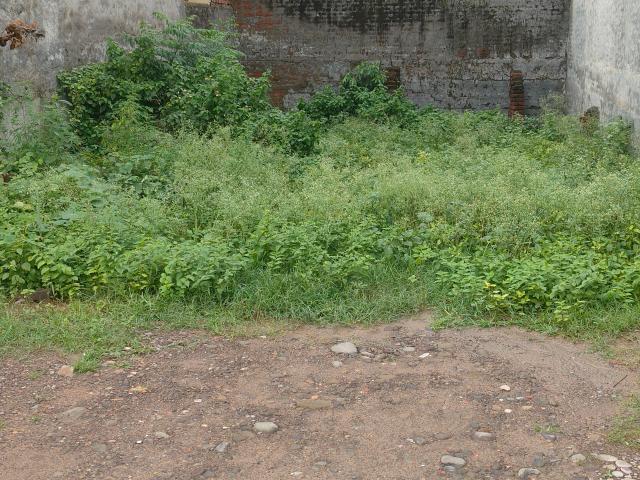 Land for sale in Hariana
