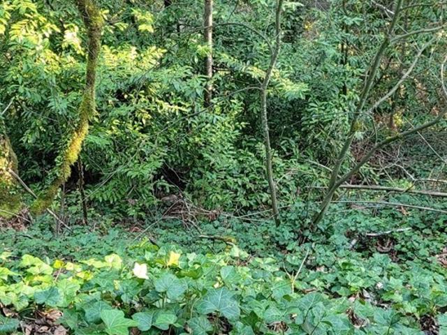 Land for sale in Issaquah, Washington