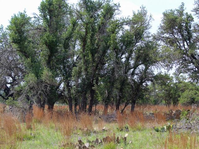 Land for sale in Kerr, Texas