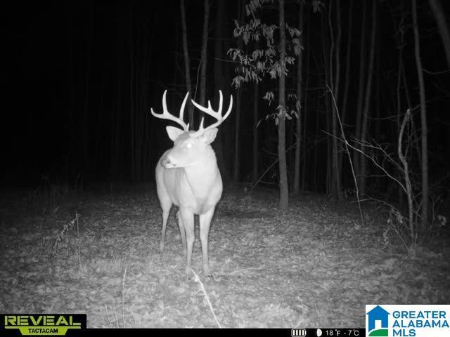 Land for sale in Coosa, Alabama