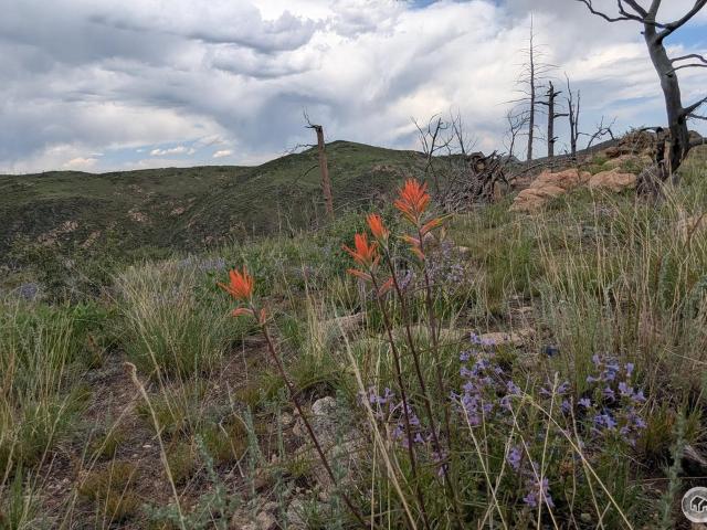Land for sale in Livermore, Colorado