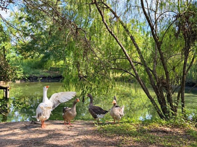 Farm for sale in Crosby, Harris County