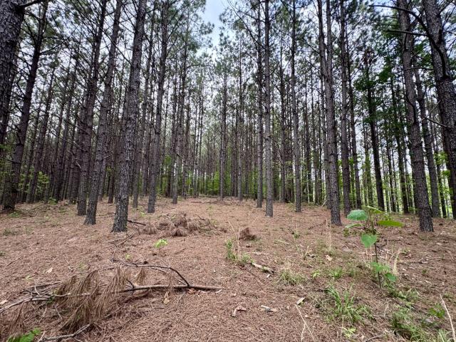Land for sale in Hohenwald, Middle Tennessee
