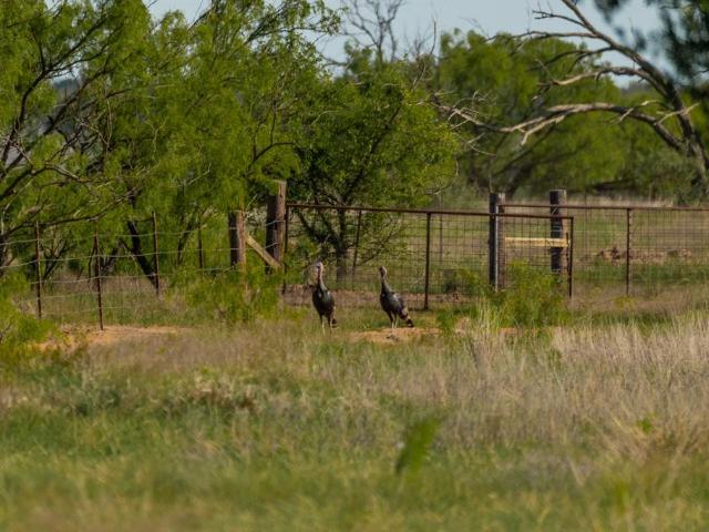 Land for sale in Coleman, Texas