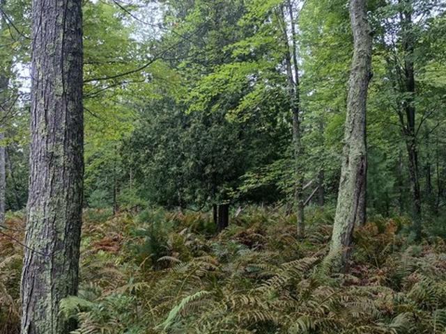 Land for sale in Bitely, Lilley Township
