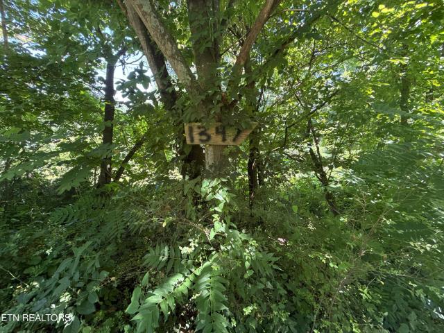 Land for sale in Vasper, Caryville
