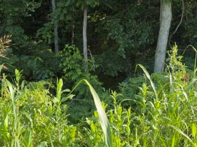Land for sale in Science Hill, Kentucky