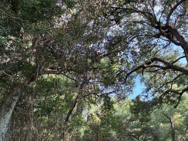 Land for sale in Foley, Alabama